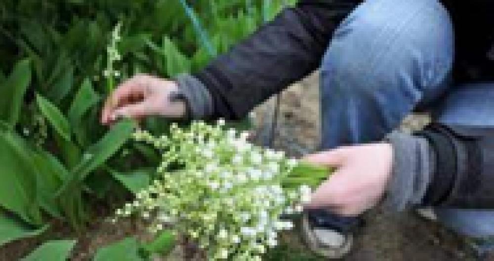 URGENT - Offres d'emploi MUGUET URGENT - Offres d'emploi MUGUET